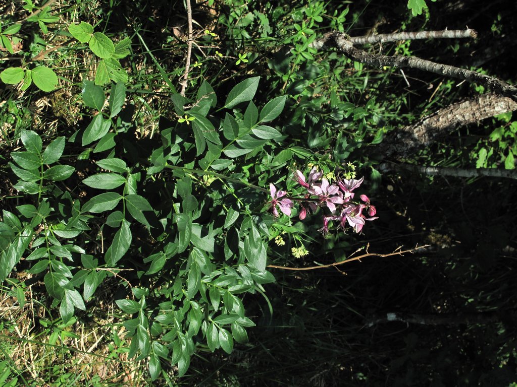Dictamnus albus